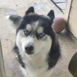 Ivar - Siberian Husky