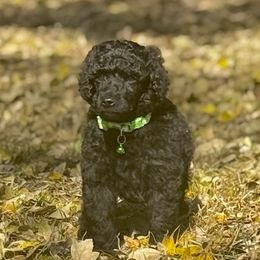 Mr. Green Collar - Black male Poodle puppy in Screven, Georgia from Dreamland Standard Poodles