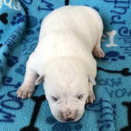 L64-01 - Red speckled male Australian Cattle Dog puppy in Sheridan, Oregon from 6pk Cattledogs