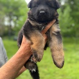 Male 2 ( price of males 4000 to 5000) for this litter ) - Black and red male German Shepherd puppy in Dallas, Texas from Sam's Highest Quality Shepherds