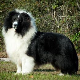 Shetland Sheepdogs from Millennium Shelties