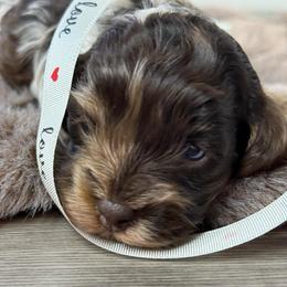 Koa - Merle male Cockapoo puppy in Palmdale, California from Pucci Pawfect