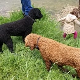 Poodles from LaRue Poodles