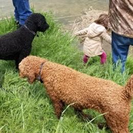 Poodles from LaRue Poodles