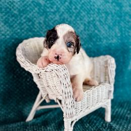 Lakota - White and blue merle female Bordoodle puppy in Elizabeth City, North Carolina from Howdy Doodles