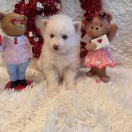 Lila - White female Pomsky puppy in Bucyrus, Missouri from Hill Top Pomskies