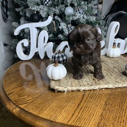 Shih Tzu Puppies from Socal Mother Of Shih Tzus