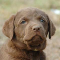 Chesapeake Bay Retrievers from Flying "B" Kennels
