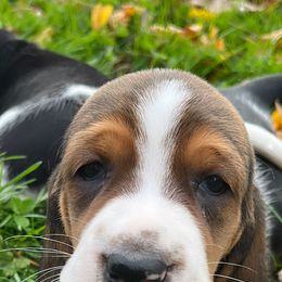 Basset Hound Puppies from Brookside Bassets