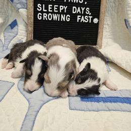 Shetland Sheepdog Puppies from Kim's Shetland Sheepdogs