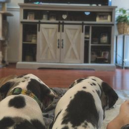 Great Dane Puppies from Babes & Danes