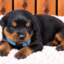 Light blue collar - Black and mahogany male Rottweiler puppy in Industry, Illinois from KDKs Kennels