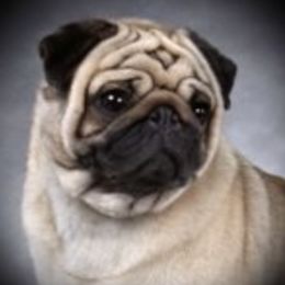 French Bulldogs and Pugs from Timeliss Dogs