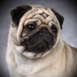 French Bulldogs and Pugs from Timeliss Dogs