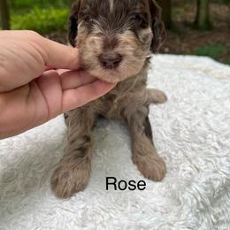 Rose - Merle female Goldendoodle puppy in New Ringgold, Pennsylvania from Hawk Mountain Doodles