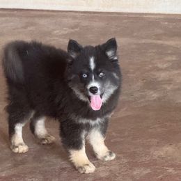 Violet - Black and white female Pomsky puppy in Bucyrus, Missouri from Hill Top Pomskies