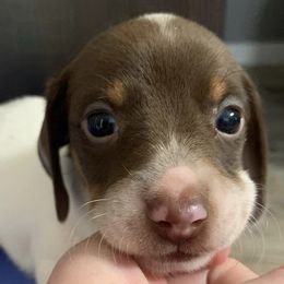 Dachshunds from Boring Weenies