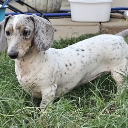 Baby Bird or 🦤 Dodobird - Dachshund