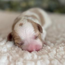 Opal - Blenheim female Cavapoo puppy in Kankakee, Illinois from Apricot Roots Doodles