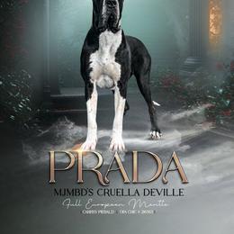 Prada - Great Dane