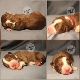 Sideswipe - Red tri-color male Australian Shepherd puppy in Colorado Springs, Colorado from Dawn 2 Dusk Ranch