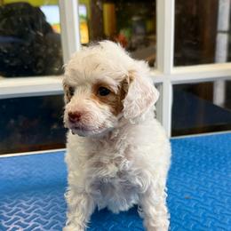Peaches - Parti female Poodle puppy in Huntsville, Alabama from Flint River Poodles