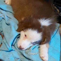 CASPER - Red tri-color female Australian Shepherd puppy in Elk Creek, Missouri from Hearts on Fire Australian Shepherds