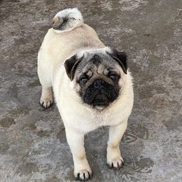 Gus Gus - Pug