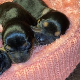 Yorkshire Terriers from Feliza's Yorkshire Terriers