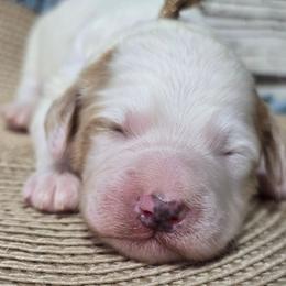 Koda - Yellow and white male Bernedoodle puppy in Austin, Texas from Austin Doodles & Poodles