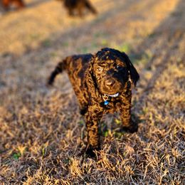 Goldendoodle Puppies from Lucky's Doodlez