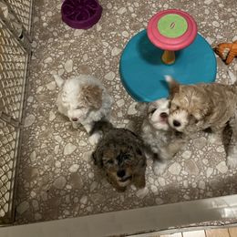 Aussiedoodle Puppies from Creek Bend Farm