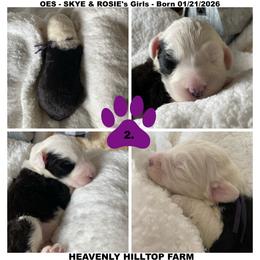 Goldendoodle, Old English Sheepdog, Poodle, and Sheepadoodle Puppies from Heavenly Hilltop Farm