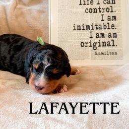 Lafayette (Green collar) - Tri-color male Bernedoodle puppy in Boiling Springs, South Carolina from OlliePups, LLC
