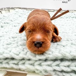 Corn Dog - Red  male Goldendoodle puppy in Sunman, Indiana from Brunsman Country Doodles LLC