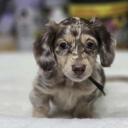 Cooper (Guardian Home) - Dapple male Dachshund puppy in Cherry Valley, California from Sugar and Spice Dachshunds
