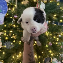 Girl 4 - Brindle and white female American Corgi puppy in Castle Rock, Washington from R and b corgis and farm