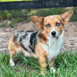 Phoenix - Pembroke Welsh Corgi
