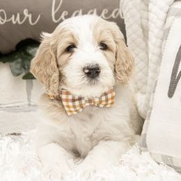 Goldendoodle Puppies from Best Doodles