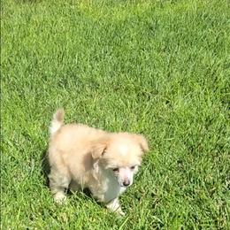 Irving Long Star Angel - Apricot male Chinese Crested puppy in Amarillo, Texas from Victoria's Chinese Cresteds Long Star Angels