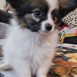 Male 2 - White and sable male Papillon puppy in Lineville, Alabama from TimberLane Papillon's