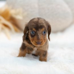 Jaq - Dapple male Dachshund puppy in Fort Myers, Florida from Blossom Paws