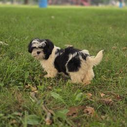 Shih Tzu All Grown Up from Aliah puppy boutique