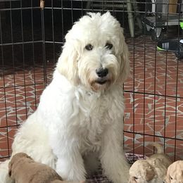 Goldendoodle and Poodle All Grown Up from South Georgia Doodles