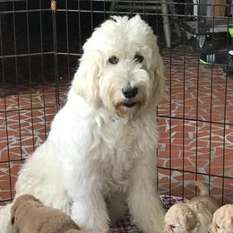 Goldendoodle and Poodle All Grown Up from South Georgia Doodles