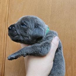 Dark Green Collar Male - Gray male Cane Corso puppy in Lewistown, Montana from Corsi Amore Kennels