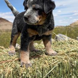 Boy 2 - Blue male Australian Cattle Dog puppy in Mount Pleasant, Utah from Christensen Family Kennel