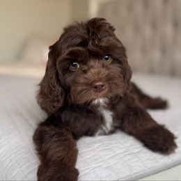 Evan (gray collar male) - Chocolate male Cavapoo puppy in Beckley, West Virginia from By Design Doodles