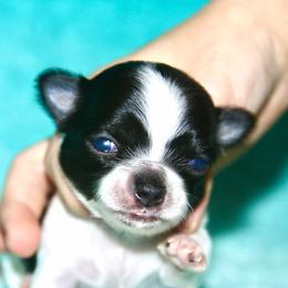 Boy 1 - Black and white male Chihuahua puppy in Madill, Oklahoma from Tiddlewink Chi's