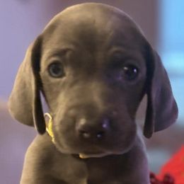 Weimaraners from Deltona Oasis